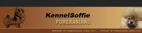 KennelSoffie - Pommeranians