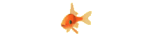 goldfish animation